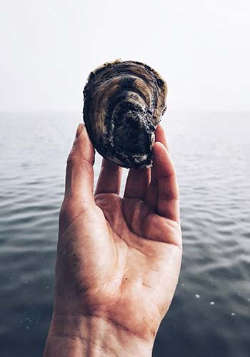 Cuisine gastronomique huitre du bassin d'arcachon